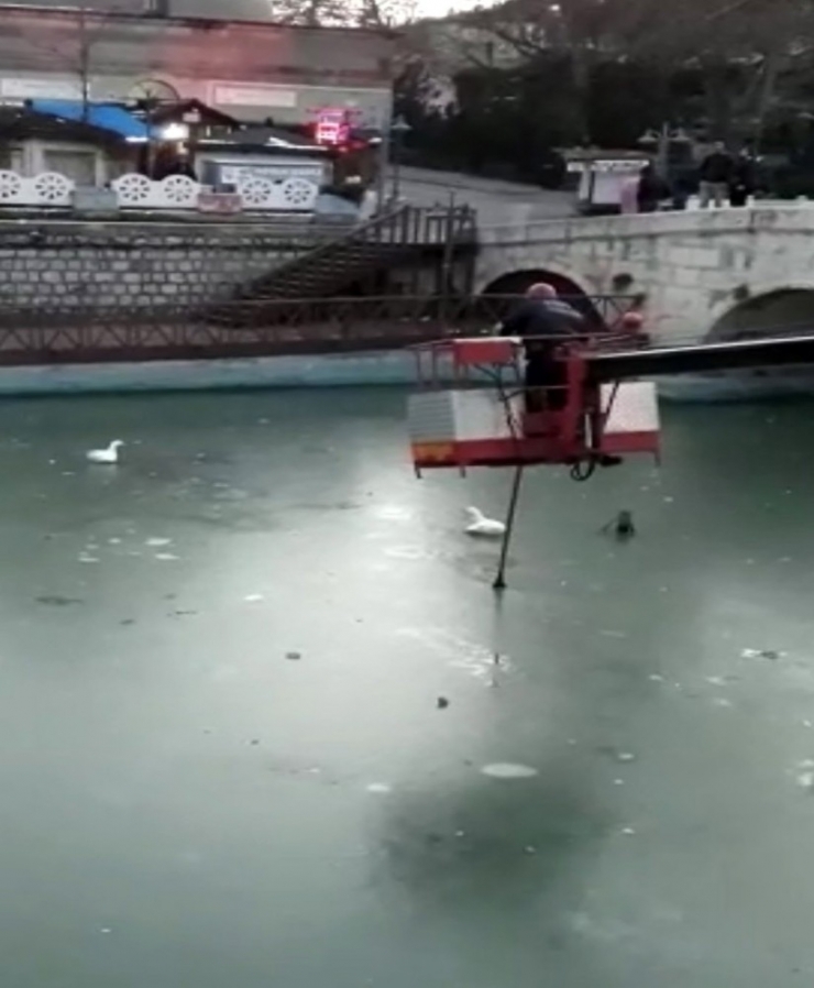 Suda Ayakları Donan Kazları İtfaiye Kurtardı