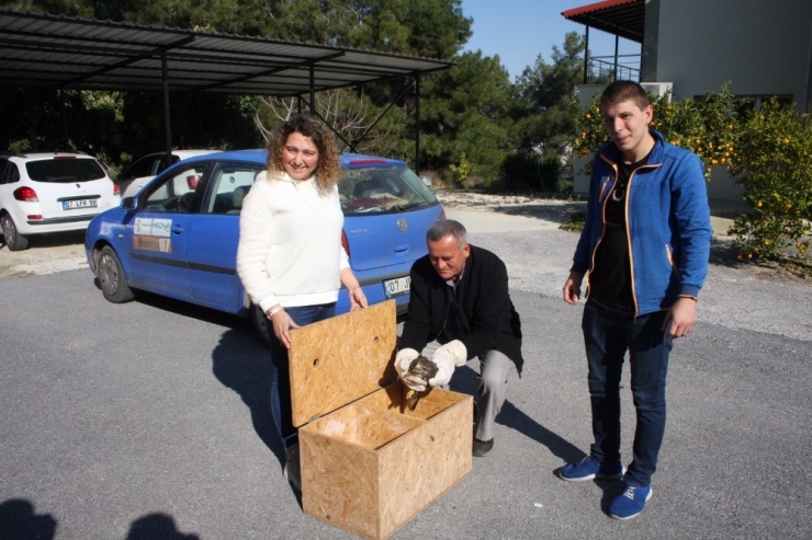Manavgat’ta Bulunan Yaralı Şahin Milli Parkı Şefliğine Teslim Edildi