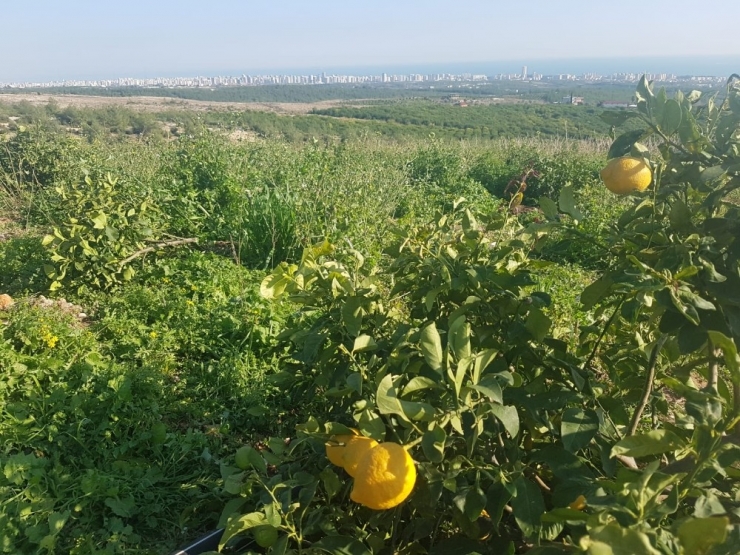 Orman Arazisine Dikilen Limon Ağaçları Kesildi
