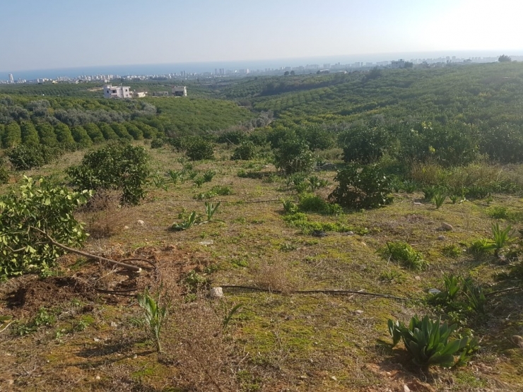 Orman Arazisine Dikilen Limon Ağaçları Kesildi
