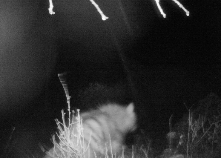 Çizgili Sırtlan Fotokapana Takıldı