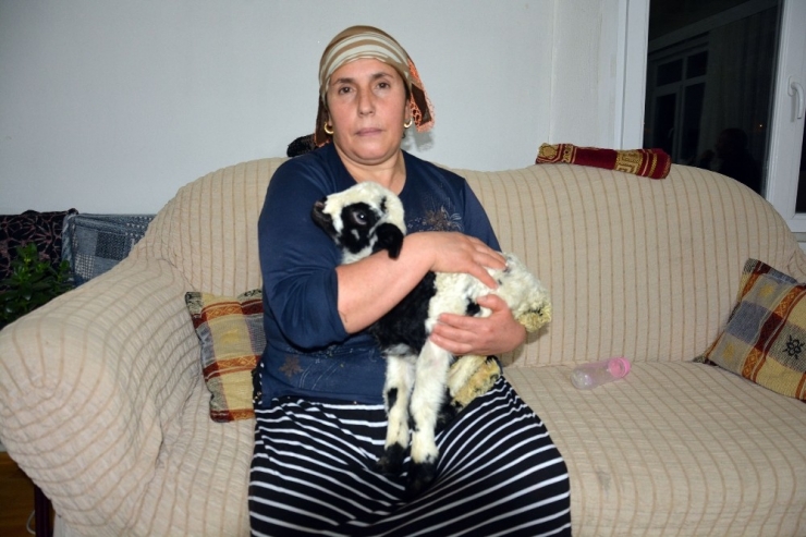 Kuzuyu Evlerinde Anne Şefkatiyle Büyütüyorlar