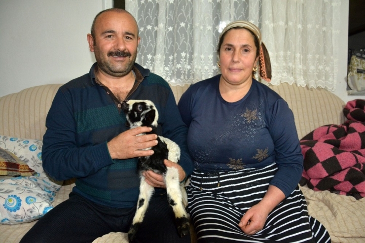 Kuzuyu Evlerinde Anne Şefkatiyle Büyütüyorlar