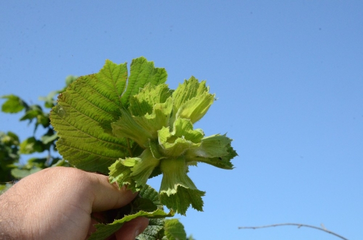 Kabuklu Fındık 20 Lira Oldu