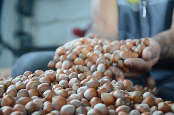 Kabuklu Fındık 20 Lira Oldu