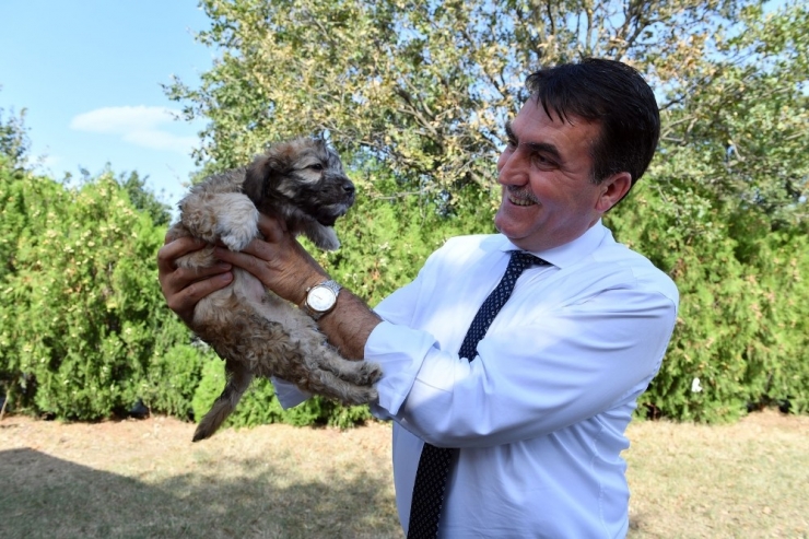 Osmangazi Belediyesi Can Dostlara Kucak Açtı