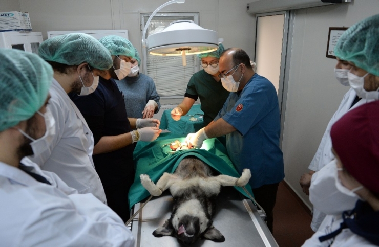 Osmangazi Belediyesi Can Dostlara Kucak Açtı