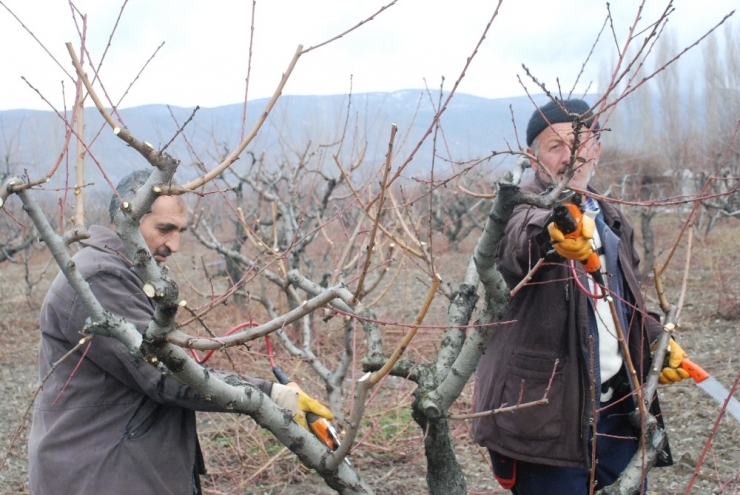 Geciken Kışa Üreticilerden Budama Önlemi