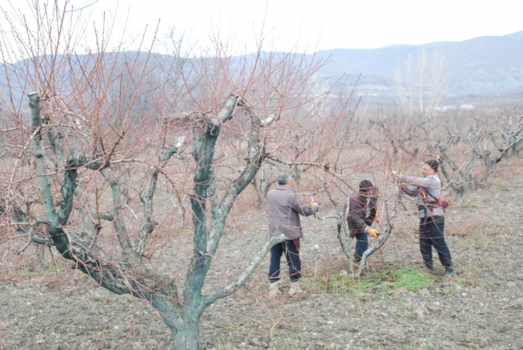 Geciken Kışa Üreticilerden Budama Önlemi