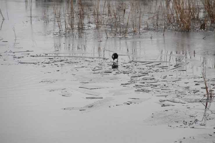 Beyşehir Gölü’nün Kıyı Kesimleri Buz Tuttu