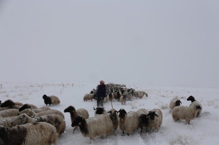 Gürpınar’da Tipide Mahsur Kalan 2 Çoban Ve Koyun Sürüsü Belediye Ekipleri Tarafından Kurtarıldı