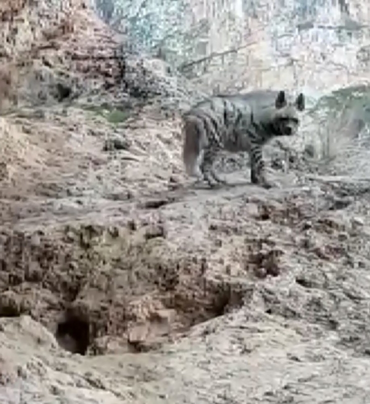 Çizgili Sırtlan İle Özçekim