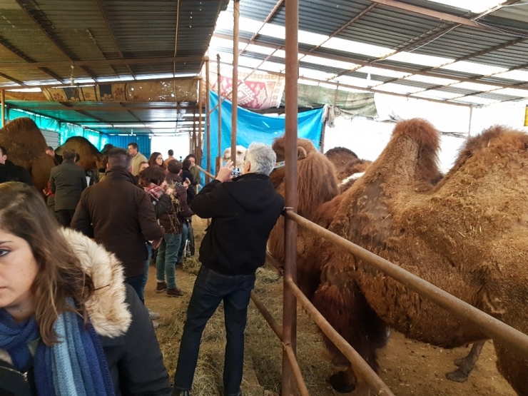 Uluslararası ‘Deve Sütü’ Projesinin 2. Toplantısı Aydın’da Yapıldı