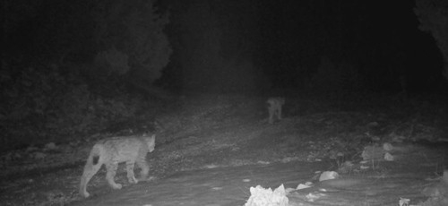 Vaşak Fotokapana Takıldı