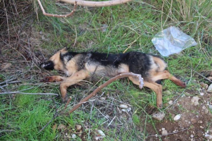 ’İnsanlara Zarar Verse Daha Mı İyi Olacak’ Deyip, Köpeği Bıçaklayarak Öldürdü
