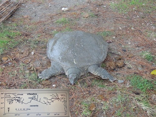 Sahilde Bulunan Yaralı Nil Kaplumbağası Tedavi Altına Alındı