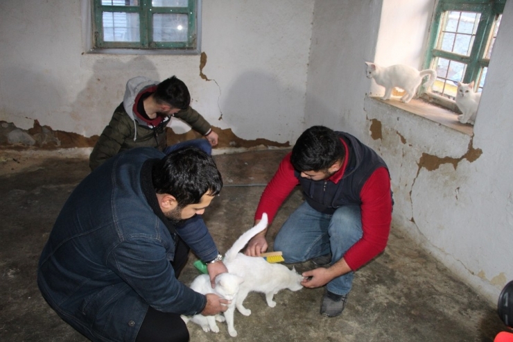 Anneleri Telef Olan 4 Yavru Van Kedisini Şefkatle Büyütüyor