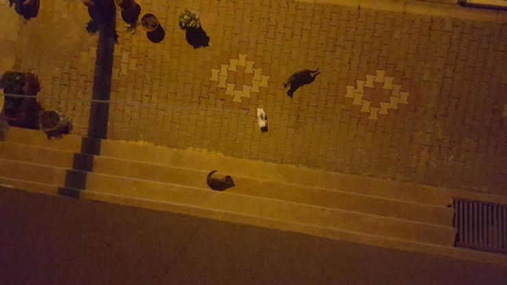 Sokak Kedilerinin Oyuncak Kediyle İmtihanı