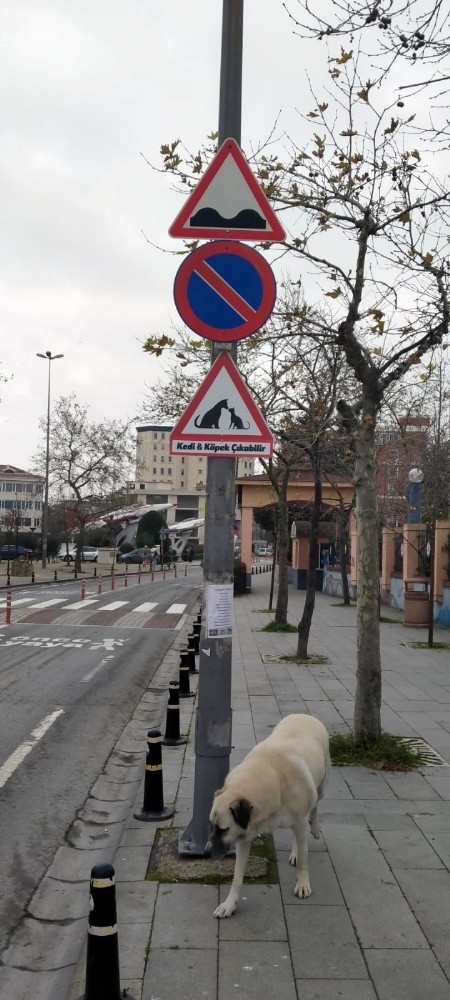 Büyükçekmece’ye Sokak Hayvanları İçin Uyarı Levhası
