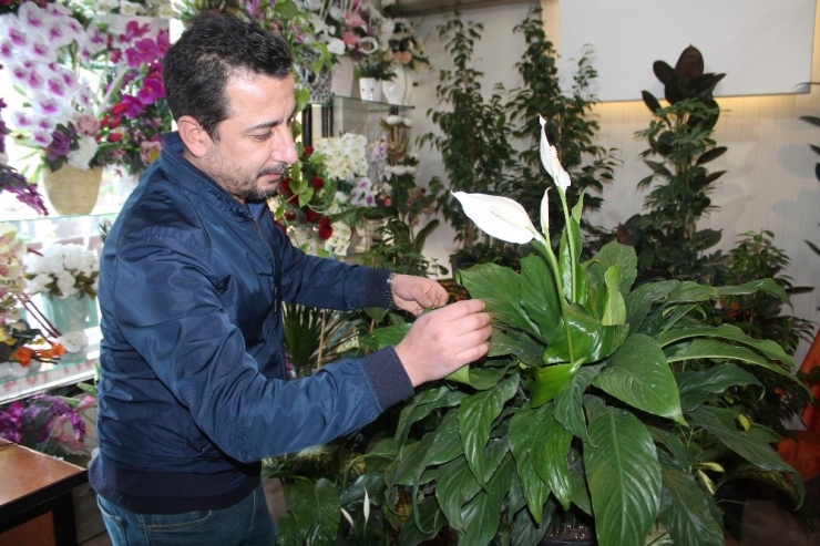 Salon Bitkisi Bakımında Doğru Bilinen Yanlışlar