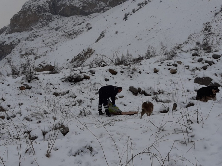 Başıboş Köpeklere Yiyecek Bırakıldı