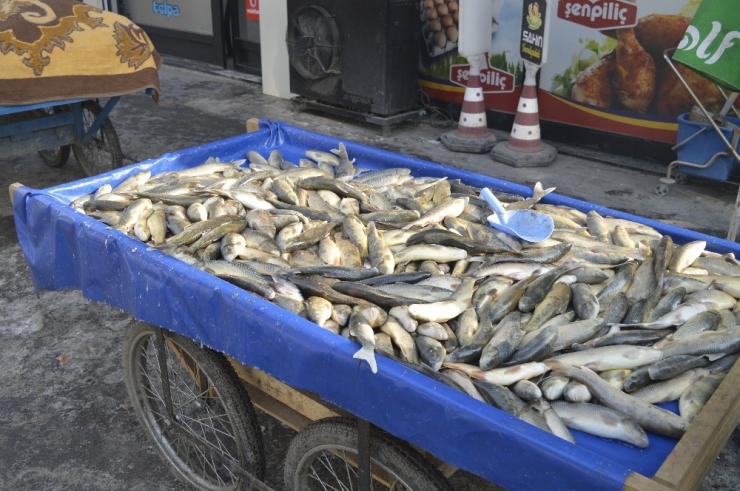 Eksi 25 Derecede Suya Girip Balık Avlıyorlar