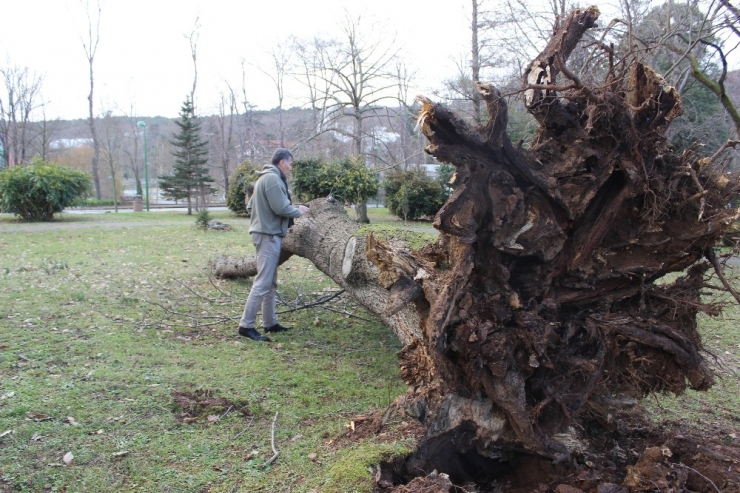 Ağaç Yıkılmalarına Röntgen Ve Tomografi İle Önlem