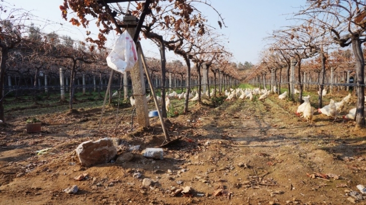 Üzüm Üreticisi ’Gezen Tavuk’ Hayalini Gerçekleştirdi