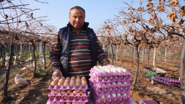 Üzüm Üreticisi ’Gezen Tavuk’ Hayalini Gerçekleştirdi