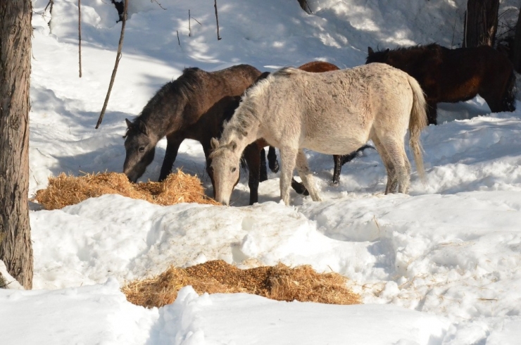 Mersin’de Yaban Hayvanları İçin Doğaya Yem Bırakıldı