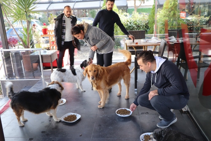 Samsunlu Kuaför Çiftin Sokak Hayvanı Sevgisi