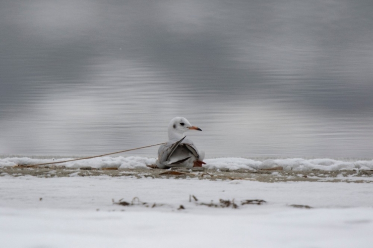 Sivas’ta Kış Ortası Kuş Sayımı Yapıldı