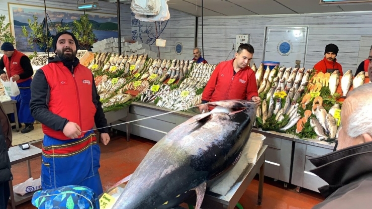 325 Kiloluk Orkinos Görenleri Şaşkına Çevirdi