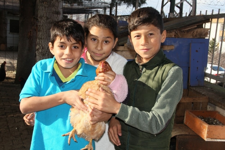 Okula Kurulan Kümesle Öğrencilere Hayvan Sevgisi Aşılanıyor
