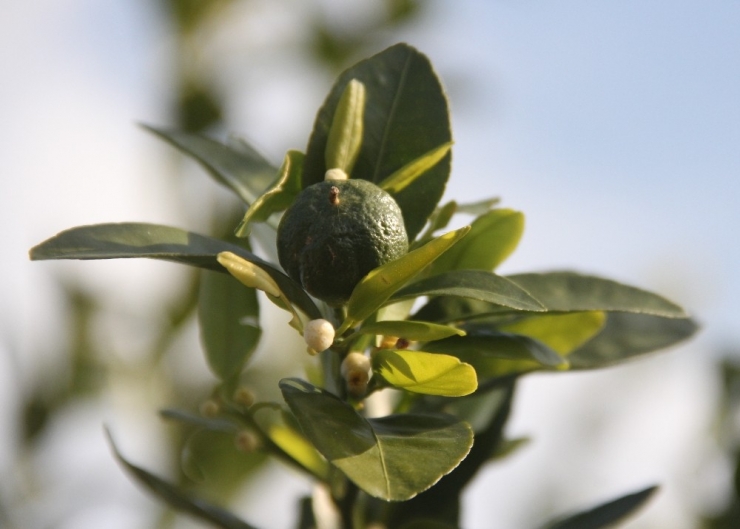 Mandalina Kış Ortasında Çiçek Açıp Meyve Verdi