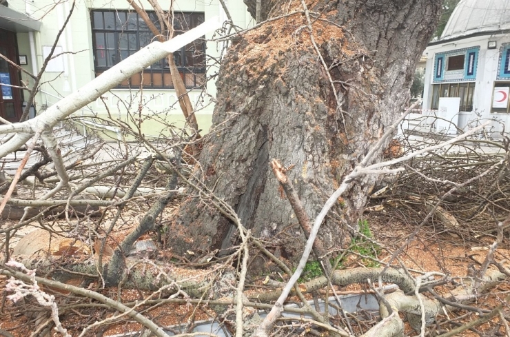 Asırlık Kavak Ağacı Çürümeye Yenik Düştü
