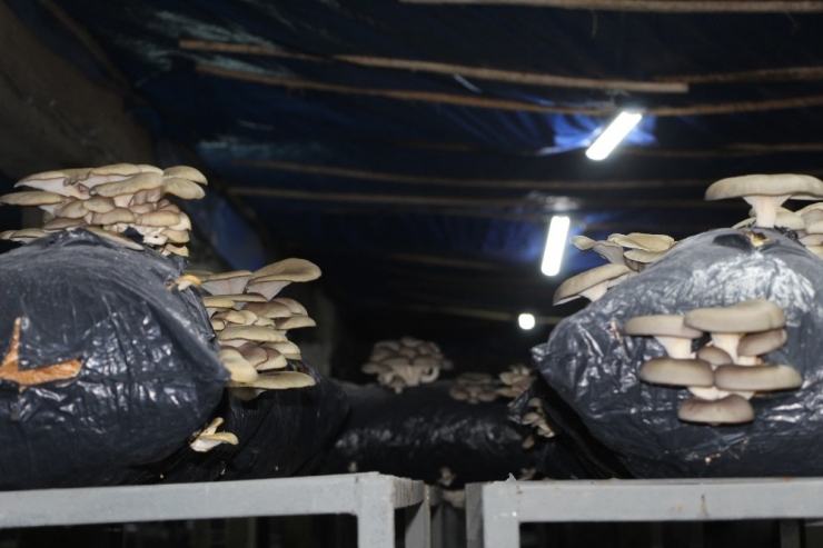 Mantar Üretimine Hobi Olarak Başladı, Ayda 2 Ton Üretime Rağmen Siparişlere Yetişemez Oldu