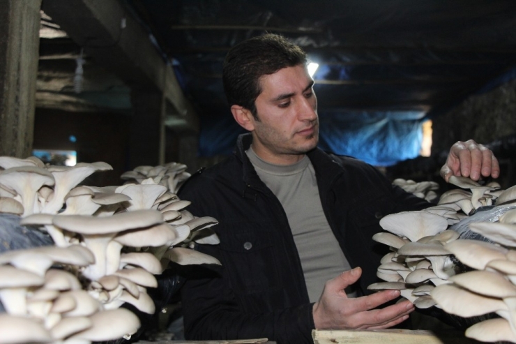 Mantar Üretimine Hobi Olarak Başladı, Ayda 2 Ton Üretime Rağmen Siparişlere Yetişemez Oldu