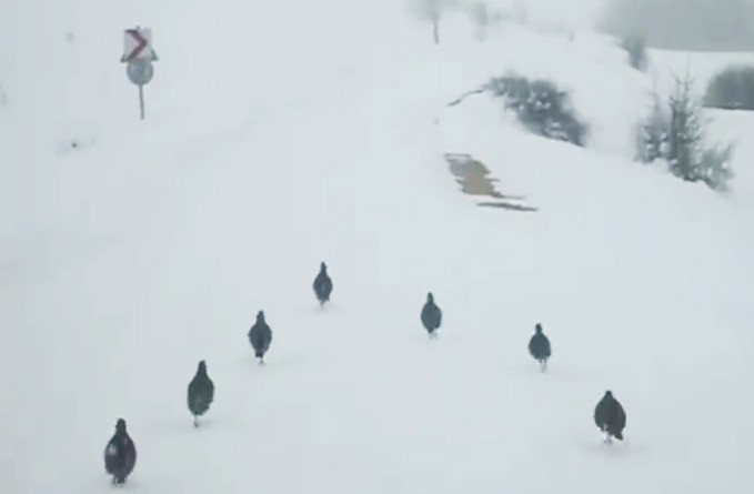 Kar Üzerinde Yürüyen Keklikler Hayran Bıraktı