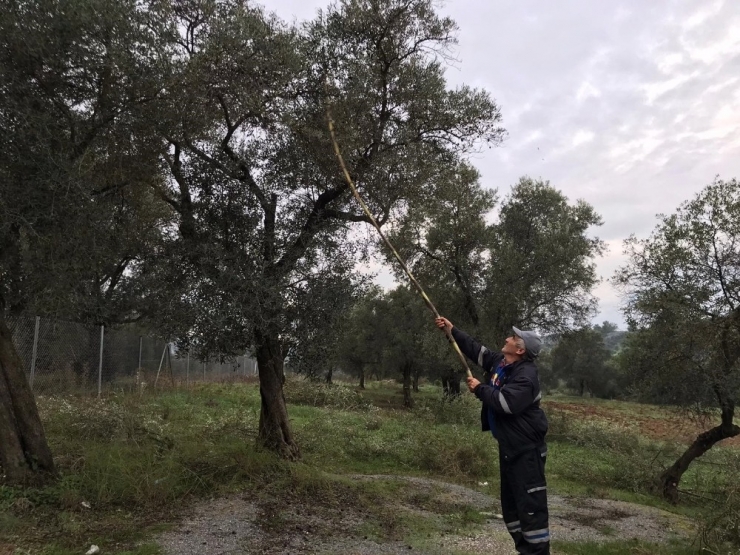 Bodrum Belediyesi Kendi Yağında Kavruluyor