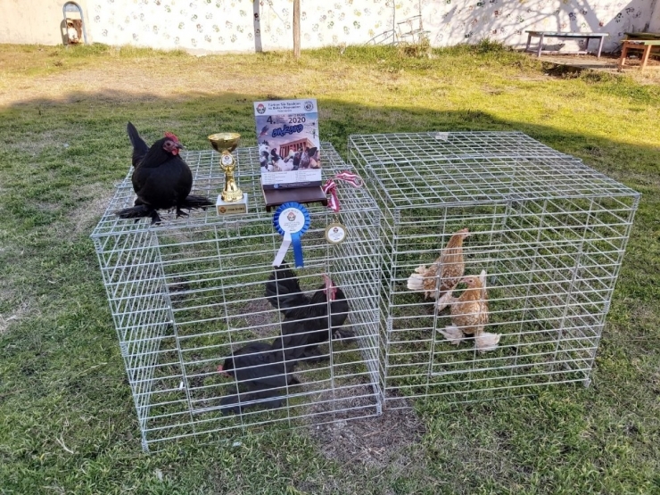 Osmanlı Süs Tavuğu Ve Horozu Yarışmasında Çanakkale’ye Türkiye Birinciliği Geldi