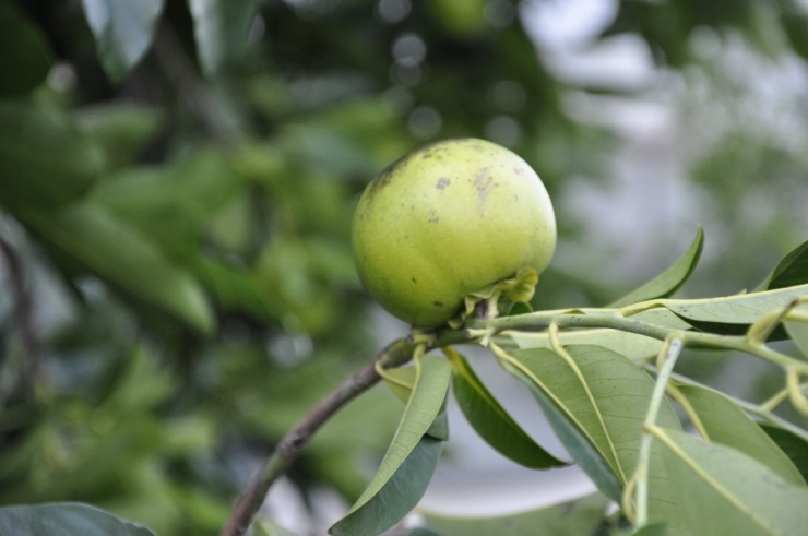 Dalından Çikolata Toplayıp Ekmeğe Sürüp Yediler