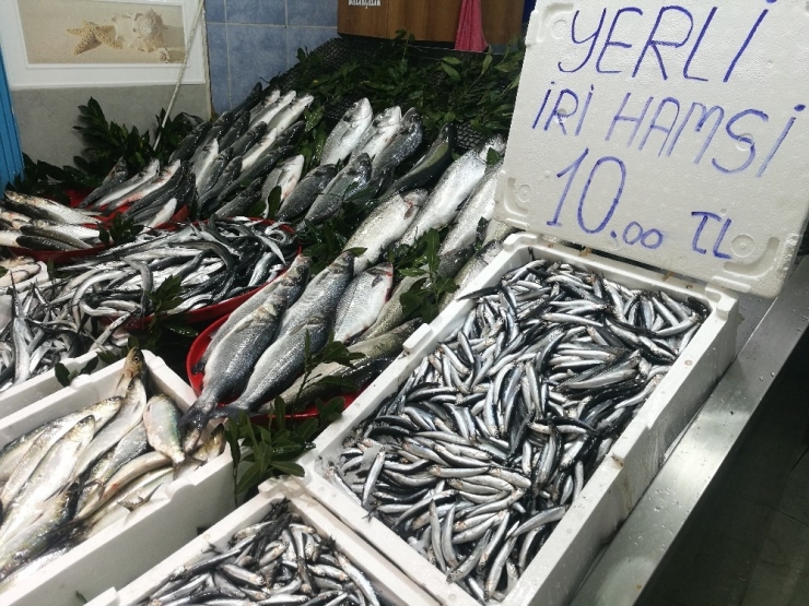 Karadeniz Hamsisi 10 Liradan Tezgahlarda