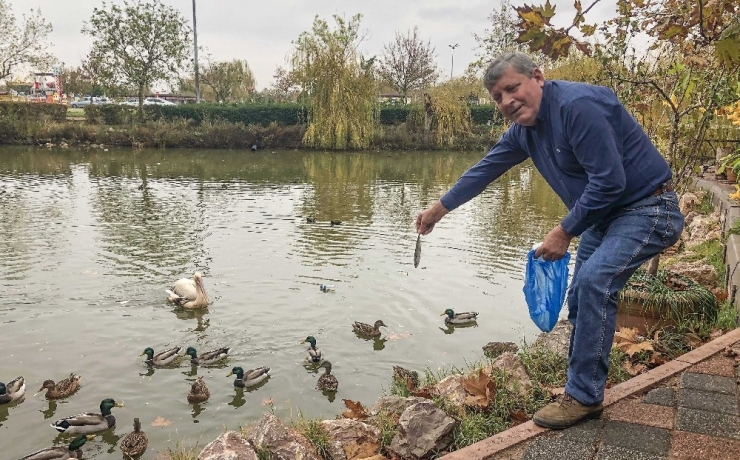 Yaralı Ak Pelikana Karacabey Kucak Açtı