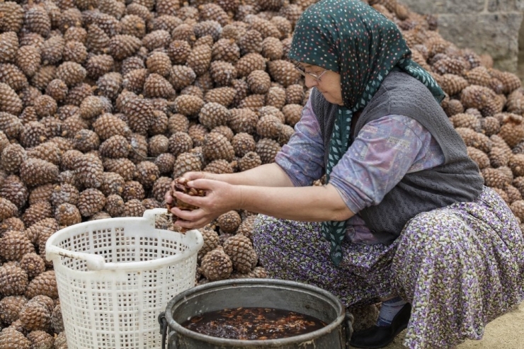 Kozak Yaylası Doğal Yaşam Parkı Kuruluyor