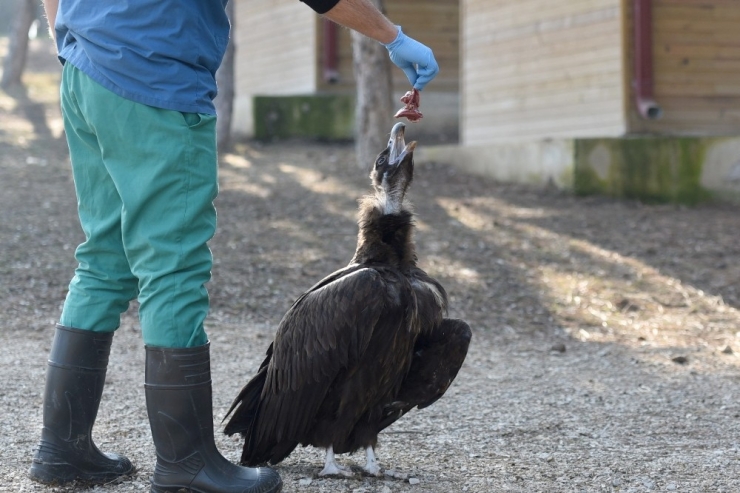 Yaralı Akbaba Hayvan Bakımevinin Maskotu Oldu
