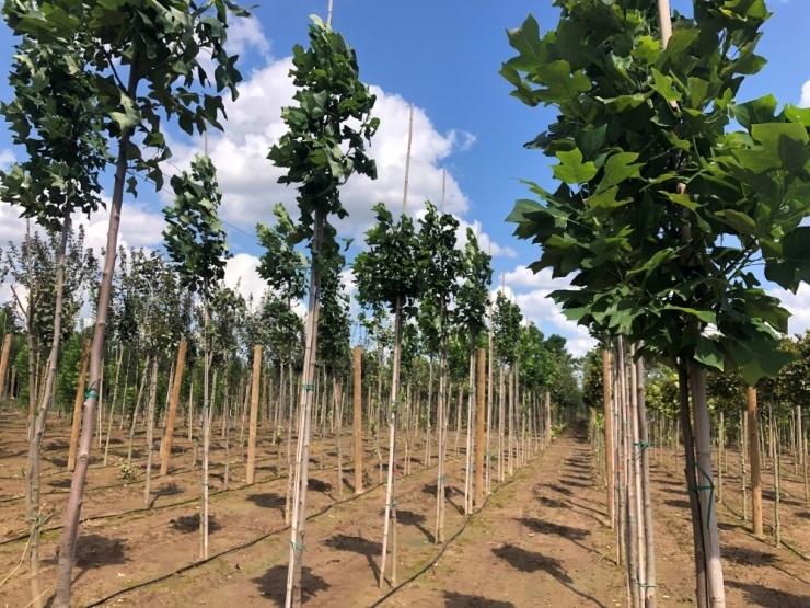 Büyükşehir 60 Bin Fidan Üretiyor