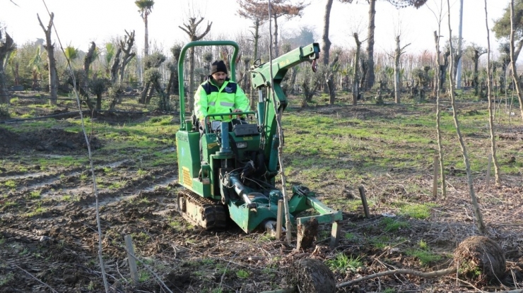 Büyükşehir 60 Bin Fidan Üretiyor