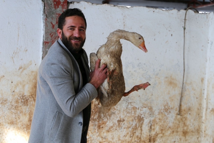 Varto Büyükbaş Hayvanlarını Satıp Kaz Çiftliği Kurdu