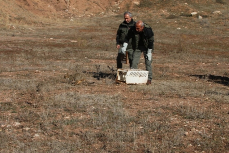 Nesli Tükenme Tehlikesi Altındaki Yaban Kedisi Kapana Takıldı